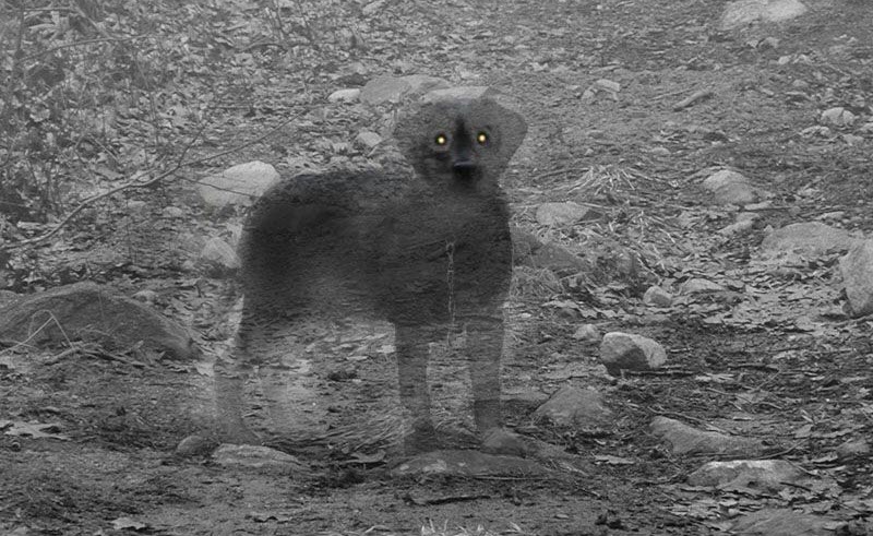 ghost_dog