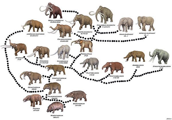 evolutsia_taro78dverey
