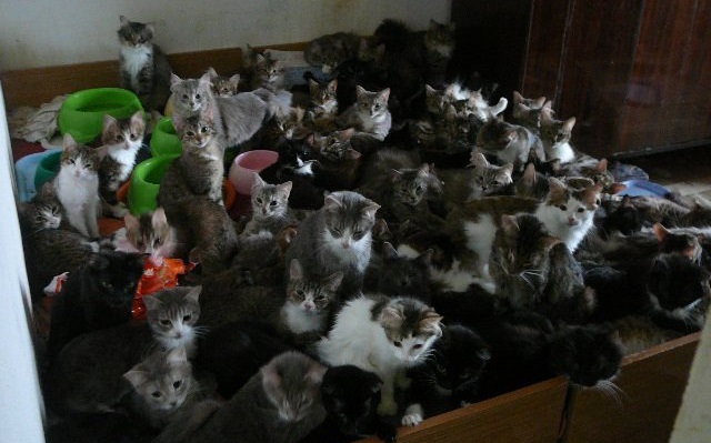 Много кошек